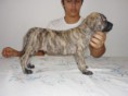 /album/galeria-de-fotos-ninhada-c1-scooby-doo-x-cheetara-de-la-fogueira-/a2-macho-tigrado-longo-jpg1/